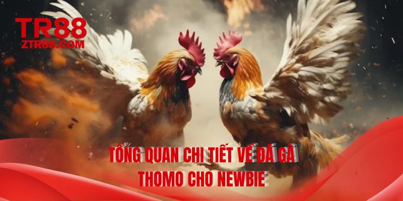 Tổng quan chi tiết về đá gà thomo cho newbie